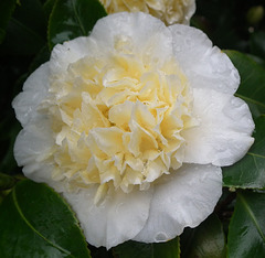 White and Cream Camellia