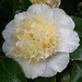 White and Cream Camellia