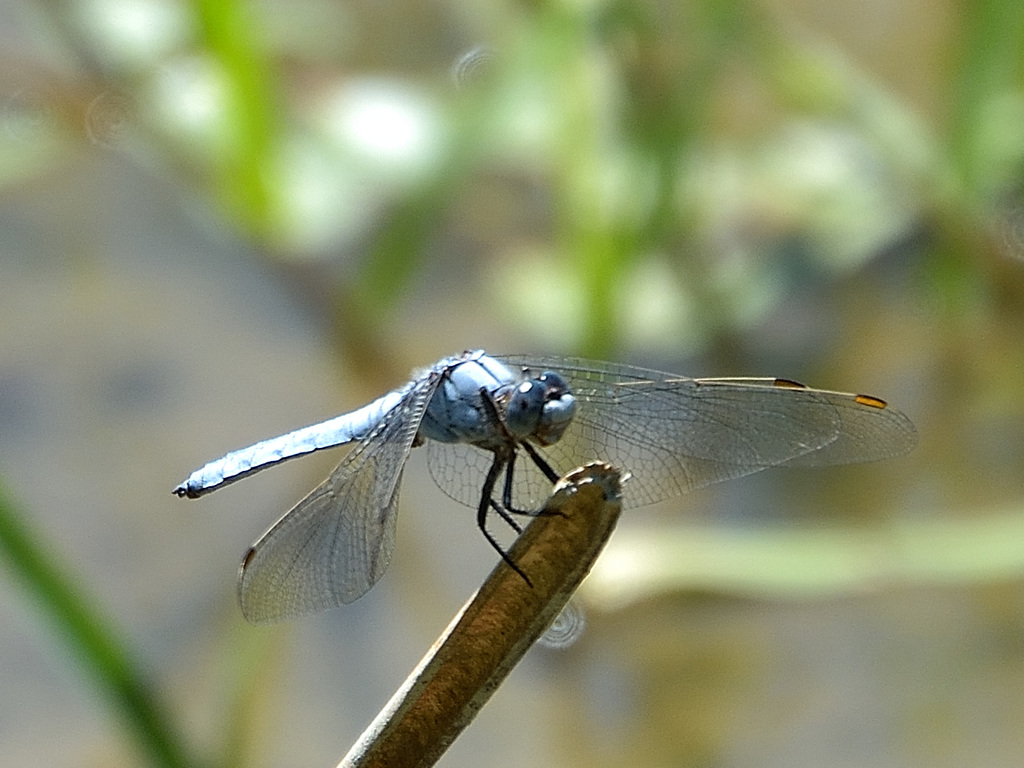 Southern Skimmer m (Orthetrum brunneum) DSB 0954