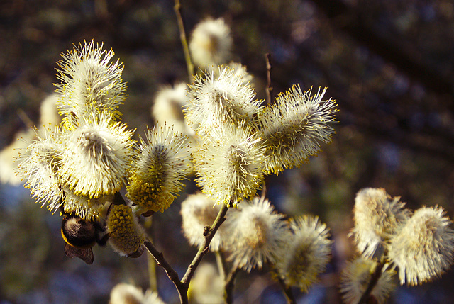 Catkins