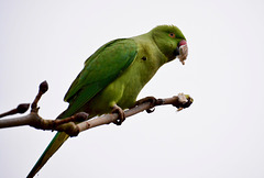 Rose-ringed parakeet