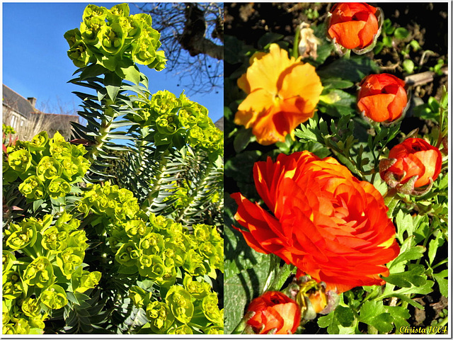 Spring messengers in Cancale