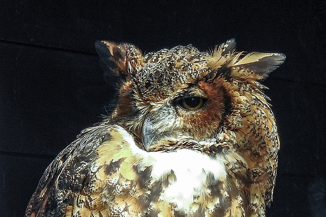 20190911 6342CPw [D~OH] Amerikanischer Uhu (Bubo virginianus), Timmendorfer Strand