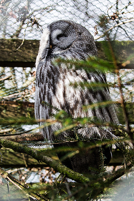 20160303 0144VRAw [D~BI] Bartkauz (Strix nebulosa), Tierpark Olderdissen, Bielefeld