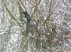Ehepaar Elster baut sein Nest im Schnee.