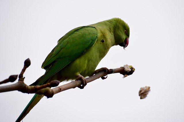 Rose-ringed parakeet