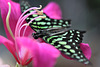 Common Lime Butterfly