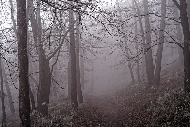 20.01.02 Forêt de Dambache-la-Ville 12