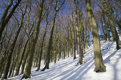 In among the snowy beeches