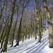In among the snowy beeches