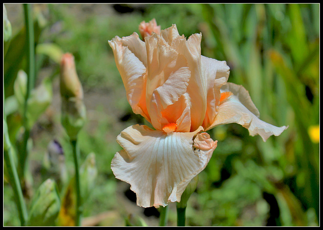 Libellule rose du B (3)