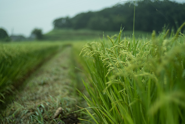 Green ears of rice plant