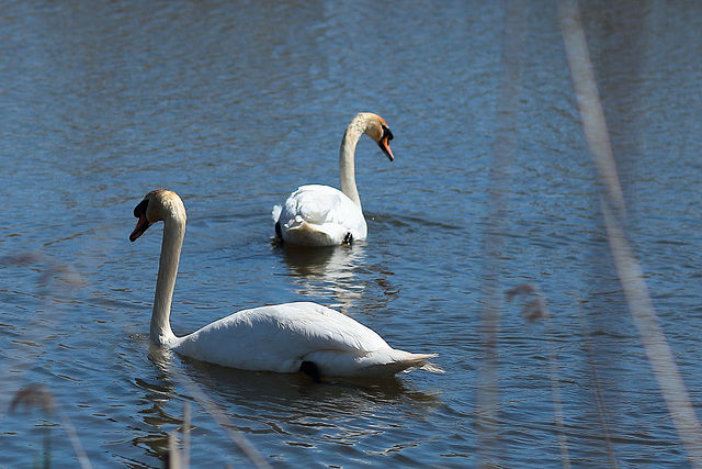 EOS 6D Peter Harriman 12 42 27 4440 Swans dpp