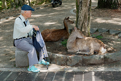 Grand âge et des cerfs