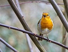 Singing Robin