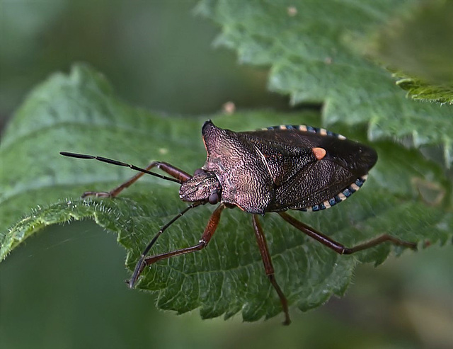 Shield Bug