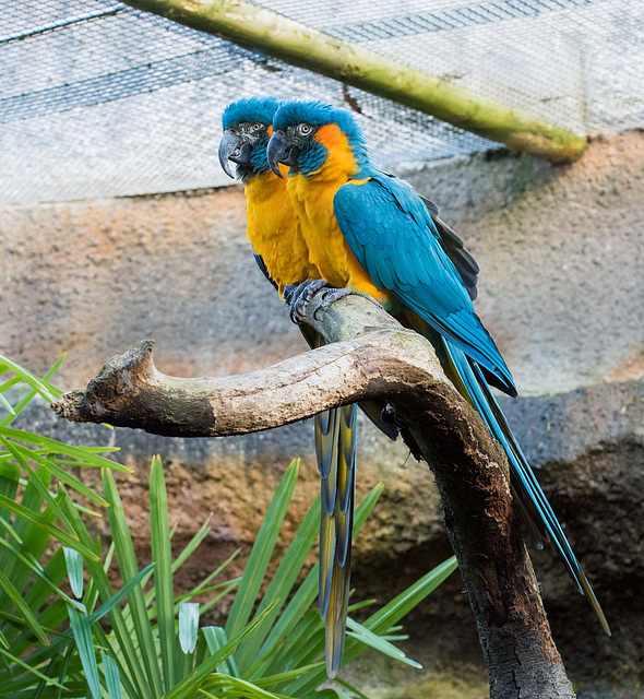 Macaws