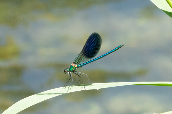 Western Demoiselle DSD1350