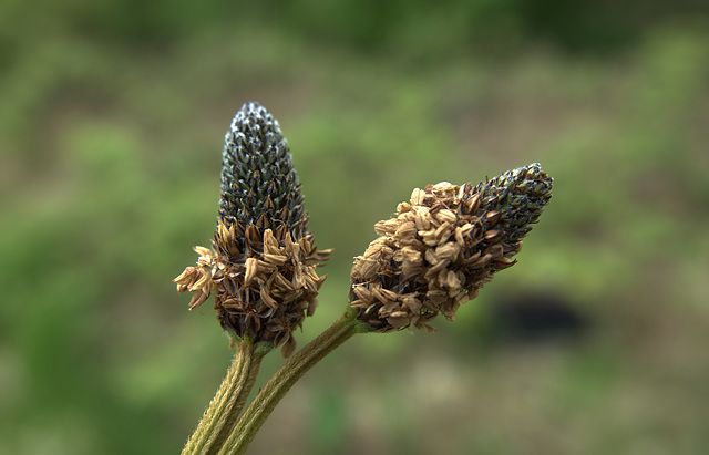 Plantain