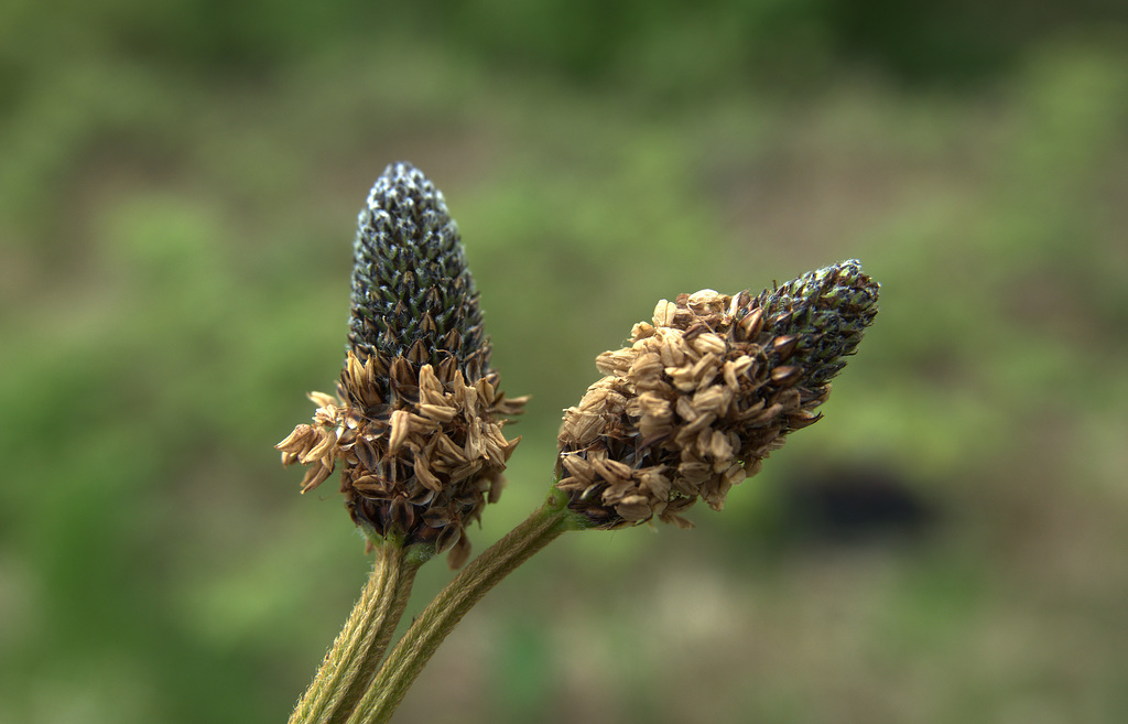 Plantain
