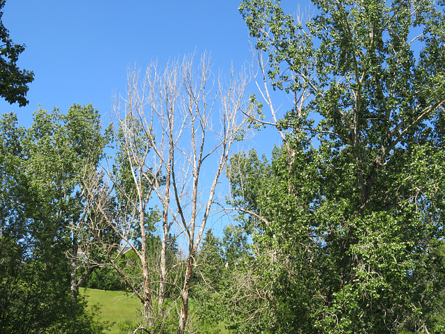 Life and Death of Trees