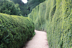 BIG hedges