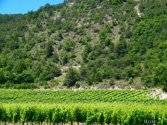 Du vert dans les vignes************