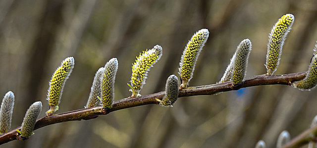 20220312 0377CPq [D~LIP] Weide (Salix sekka), UWZ, Bad Salzuflen