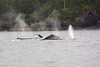 Alaska, The Herd of Humpback Whales in Valdez Bay