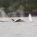 Alaska, The Herd of Humpback Whales in Valdez Bay