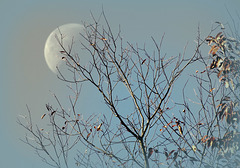 The October Moon.