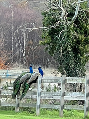 - and a partridge in a pear tree
