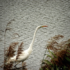 Grande Aigrette,  - Great Egret (Ardea alba)