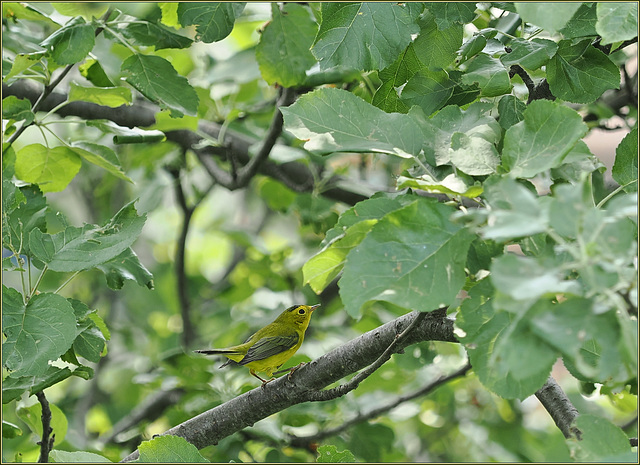 Wilce flying through