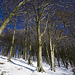 Snowy beeches - extraordinary light