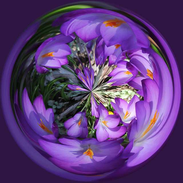 croci orb2