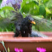 Herr Amsel badet wild.