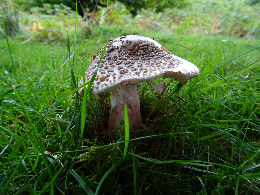 Parasol Mushroom, Blaen Bran, Upper Cwmbran 25 August 2017