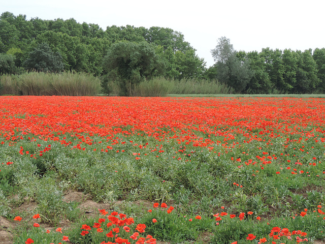 Der Mohn blüht...