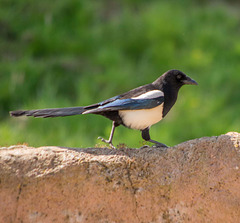 Magpie (1)