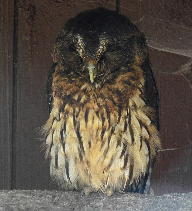 20190911 6348CPw [D~OH] Boobook-Kauz (Ninox boobook), Timmendorfer Strand