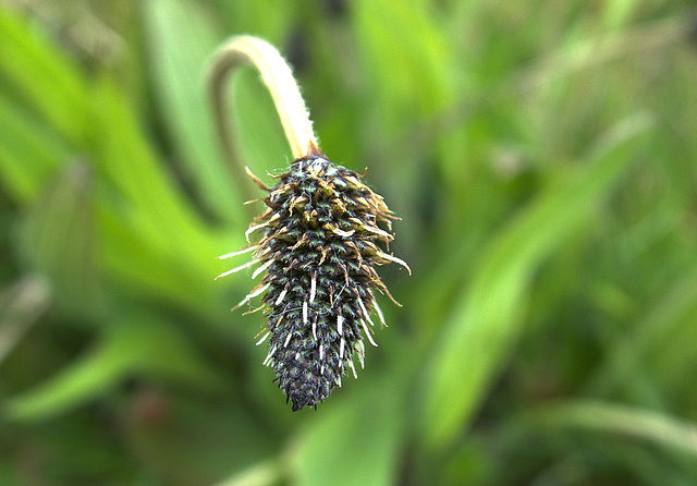 Plantain
