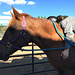 Girl loves horse