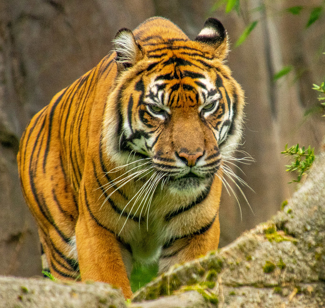 Tigress
