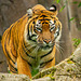 Tigress