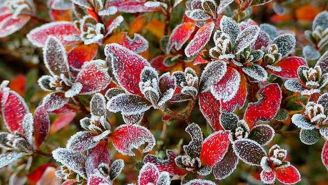 Azalée en hiver !