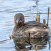 Little grebe