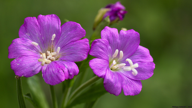 Fleur de forêt