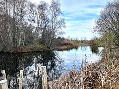 The lake back as mirror