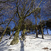 Looking up at the snowy beeches